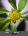 Bidens tripartita flower close up