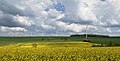 near Waldwisse, panorama of a rapeseed field