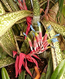 Billbergia 'Fantasia'. Ботанический сад Музейного центра Берлин-Далем, Германия