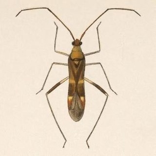 <i>Paraxenetus</i> Genus of true bugs