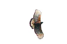 Black-and-chestnut eagle