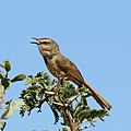 * Nomination Black-chested prinia (Prinia flavicans) breeding female, Tswalu Kalahari Reserve, South Africa --Charlesjsharp 21:32, 24 March 2015 (UTC) * Promotion Good quality. --Jacek Halicki 23:09, 24 March 2015 (UTC)