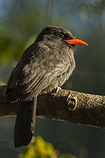 Thumbnail for Black-fronted nunbird