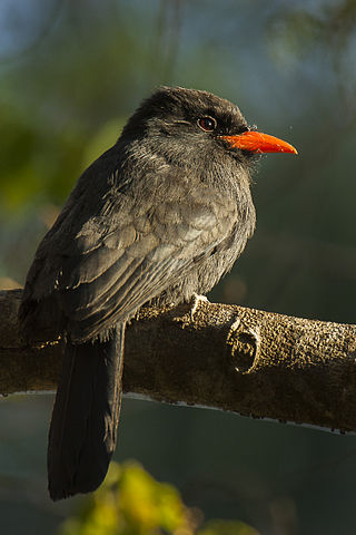 <span class="mw-page-title-main">Black-fronted nunbird</span> Species of bird