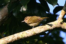 The Black-whiskered Vireo (Vireo altiloquus), locally known as the Julian chivi, is an important migratory species found in the forest. Black-whiskered Vireo (Vireo altiloquus) (6499240363).jpg