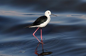 Black-winged Stilt (Himantopus himantopus) (44730874990).jpg