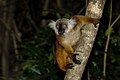 * Nomination: Black Lemur (Eulemur macaco) - Nosy Komba - Madagascar --Snowmanstudios 09:44, 26 July 2023 (UTC) * Review I suggest a higher brightness, otherwise the image is good for me --PantheraLeo1359531 18:03, 1 August 2023 (UTC)