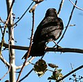 Blackbird by the Trans Pennine Trail - geograph.org.uk - 2872458.jpg