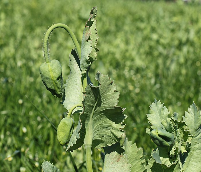 File:Blaumohn (Papaver somniferum) 2H1A6775WI.jpg