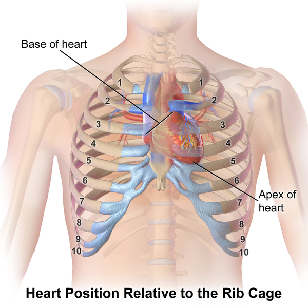 File:Blausen 0467 HeartLocation.png