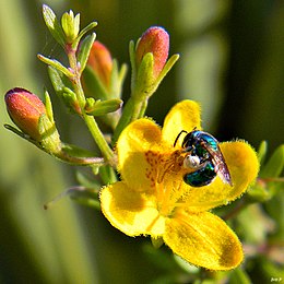 Blue Bee on Seymeria pectinata (7143475645).jpg
