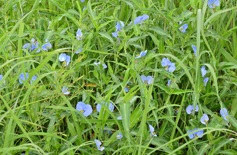 File:Blue Commelinas (Commelina eckloniana) (16341493590).jpg