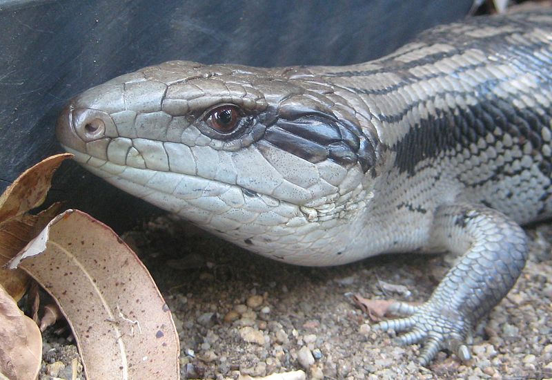 File:Blue Tongue Lizard ETJ.JPG