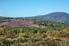 Maine blueberry barren. Blueberry Field (21582702564).jpg