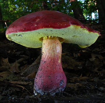 Baorangia bicolor