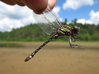 <i>Ophiogomphus colubrinus</i> Species of dragonfly