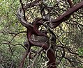* Nomination Bothe-Napa Valley State Park in Calistoga, California. A manzanita tree (Arctostaphylos) --Rhododendrites 00:16, 20 February 2018 (UTC) * Promotion Nice --Moroder 08:02, 20 February 2018 (UTC)