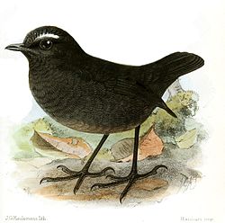 BrachypteryxSaturataKeulemans.jpg