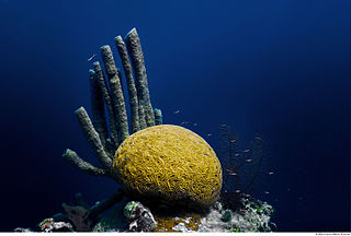Belize Barrier Reef series of coral reefs straddling the coast of Belize