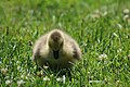 * Nomination A juvenile Canada goose, Branta canadensis, on the grass at Campbell Park in Campbell, California. --Grendelkhan 12:30, 13 May 2024 (UTC) * Promotion  Support Good quality. --Екатерина Борисова 21:39, 13 May 2024 (UTC)