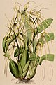 Brassia macrostachya plate 6 in: John Lindley: Sertum Orchidaceum, (1838) (Detail)