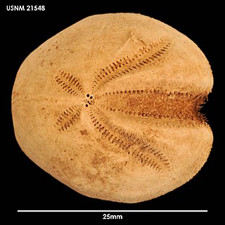 Brisaster moseleyi Species of sea urchin