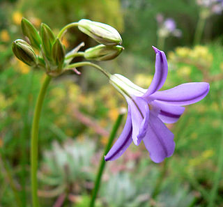 <i>Brodiaea kinkiensis</i> Species of flowering plant