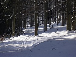 Bukový porost v přírodní rezervaci Hradec