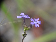 Buchnera floridana Buchnera floridana mosbo6.jpg