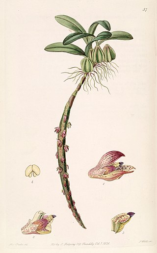 <i>Bulbophyllum <span style="font-style:normal;">sect.</span> Bulbophyllaria</i> Section of flowering plants