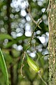 Bulbophyllum scabratum