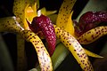 Bulbophyllum recurvilabre Labellum