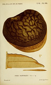Bulletin de la Société mycologique de France (15436628944).jpg