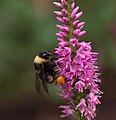 * Nomination California bumble bee on purple loosestrife in the John Denver Sanctuary in Aspen, CO. --Rhododendrites 00:23, 30 November 2017 (UTC) * Promotion Good quality. PumpkinSky 02:05, 30 November 2017 (UTC)