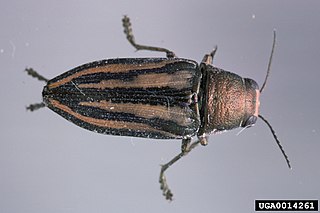 <i>Buprestis lineata</i> Species of beetle