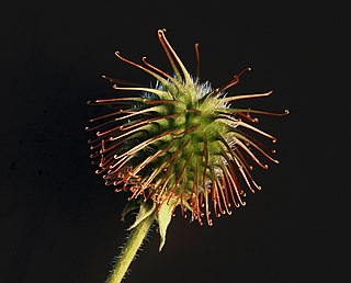 Bur Seed or dry fruit or infructescence that has hooks or teeth