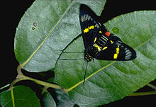 CSIRO ScienceImage 993 Regent skipper.jpg