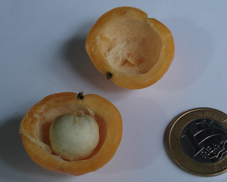 Cagaita fruit, sliced Cagaita-3.png