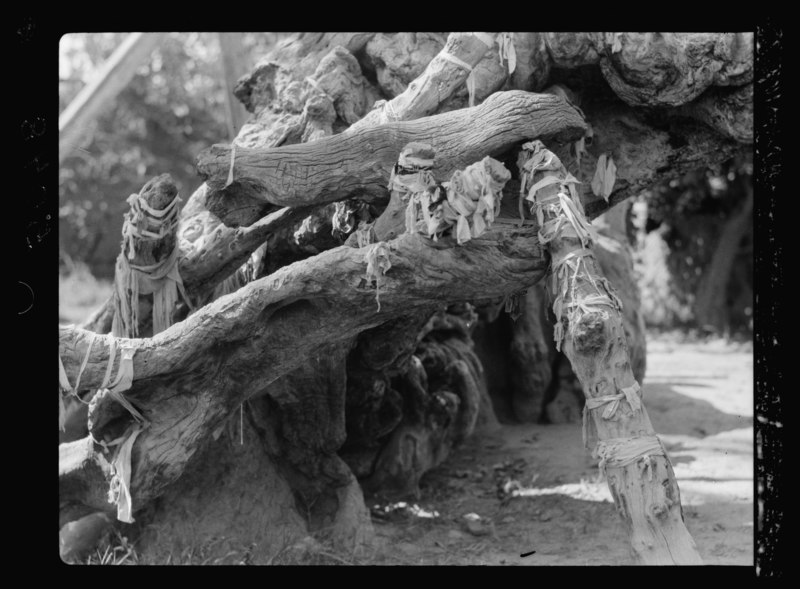 File:Cairo and district, Egypt. The Virgin's tree, Heliopolis. Closeup showing the rags tied to the tree as votive offerings LOC matpc.16333.tif