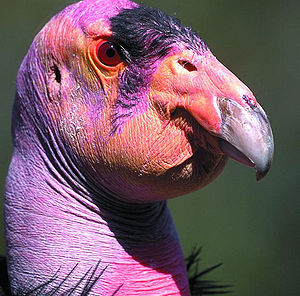 California Condor.jpg