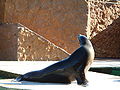 Leão marinho da Califórnia (Zalophus californianus)