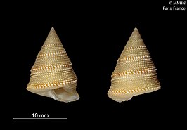 Calliostoma xanthos