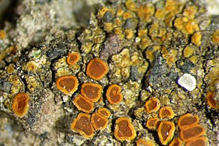 <i>Caloplaca allanii</i> Species of lichen