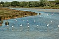 Camargue, France