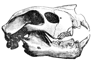 Skull of T. carnifex Cambridge Natural History Mammalia Fig 074.png