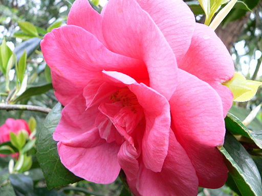 Camelia japonica 'Drama Girl' 2006-05-03 032