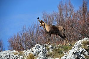 Parcu Naziunale Di Abruzzu, Laziu È Mulise