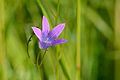 Campanula patula - Харилик kellukas.jpg