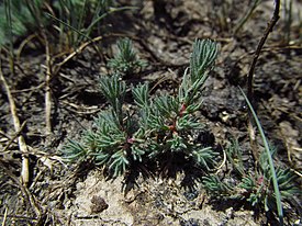 Камфоросма однолетняя (Camphorosma annua)