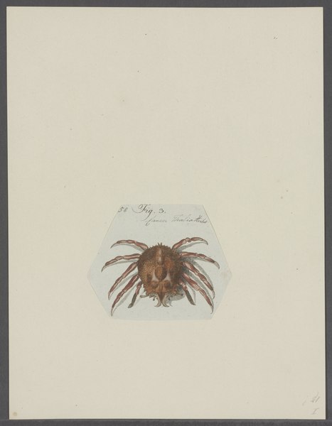 File:Cancer thalia - - Print - Iconographia Zoologica - Special Collections University of Amsterdam - UBAINV0274 095 13 0003.tif